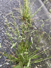 Poa annua