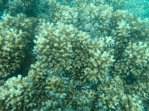 Pocillopora verrucosa observed 2026-10-03
