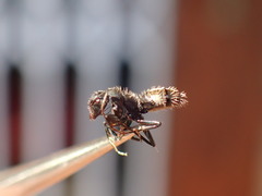 Camponotus postoculatus