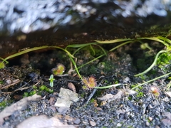 Drosera monticola