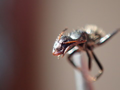 Camponotus postoculatus