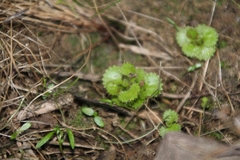 Drosera monticola