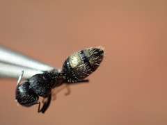 Camponotus postoculatus