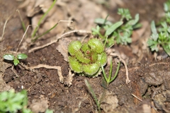 Drosera monticola