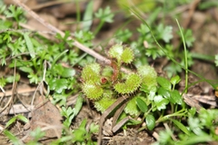 Drosera monticola