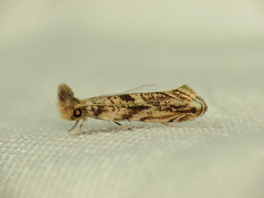 Fungus moth