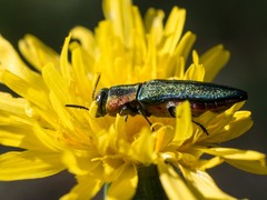 Anthaxia hungarica