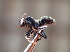 Camponotus postoculatus