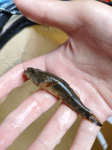 Odontobutis potamophilus