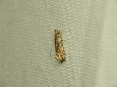 Erechthias pelotricha