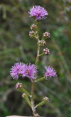 Melaleuca squamea
