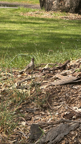 Red Wattlebird