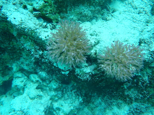 Pocillopora acuta observed 2026-10-03