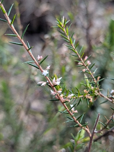Styphelia recurvisepala observed 2026-10-03