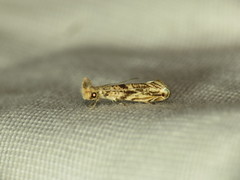 Erechthias pelotricha