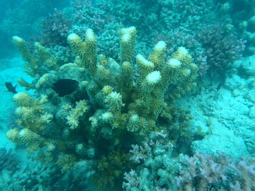 Pocillopora grandis observed 2026-10-03