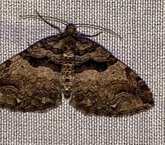 Anticlea vasiliata