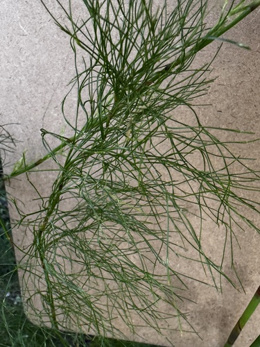 Baloskion tetraphyllum observed 2026-10-03