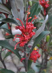 Grevillea dimorpha