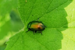 Oreina sulcata
