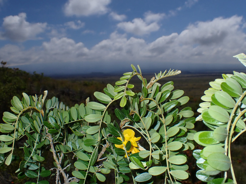 Sophora chrysophylla observed 2026-10-02