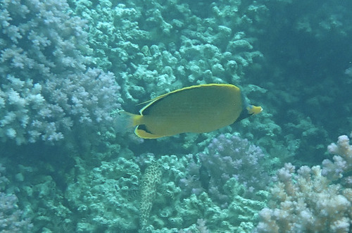 Chaetodon semeion observed 2026-10-03