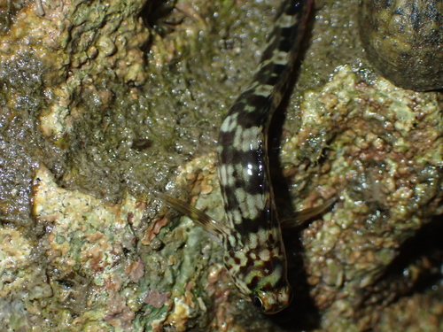 Istiblennius dussumieri observed 2026-10-03