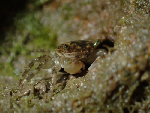 Pachygrapsus minutus observed 2026-10-03
