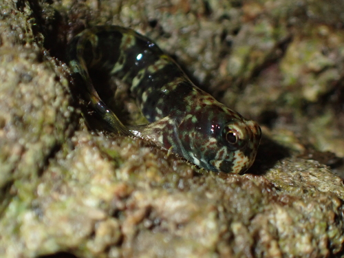 Istiblennius dussumieri observed 2026-10-03