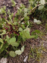 Trifolium hybridum