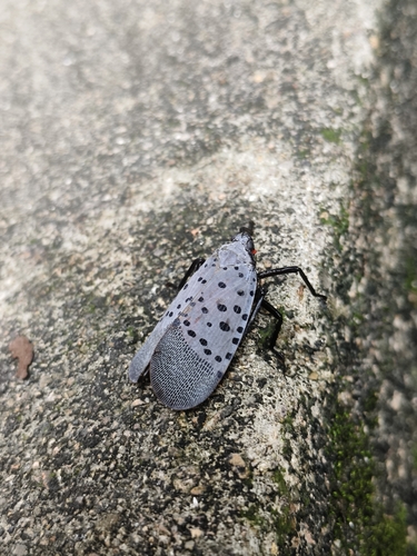 Spotted Lanternfly