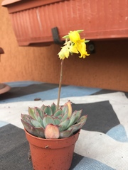 Echeveria pulidonis
