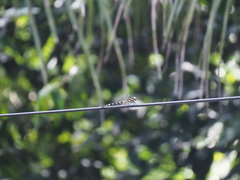 Macrogomphus parallelogramma