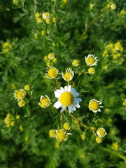 Matricaria