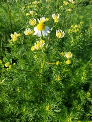 Matricaria