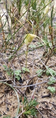 Pterostylis pedoglossa