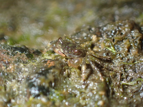 Pachygrapsus minutus observed 2026-10-03