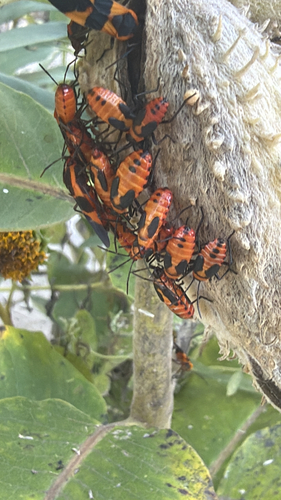 Large Milkweed Bug
