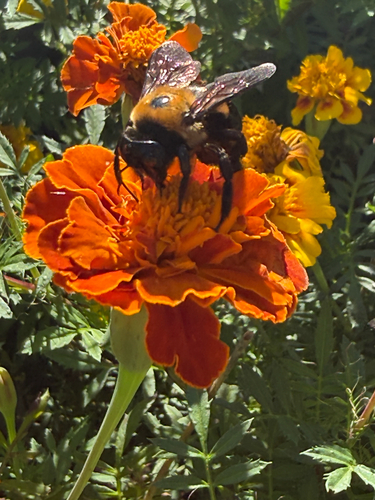 Eastern Carpenter Bee