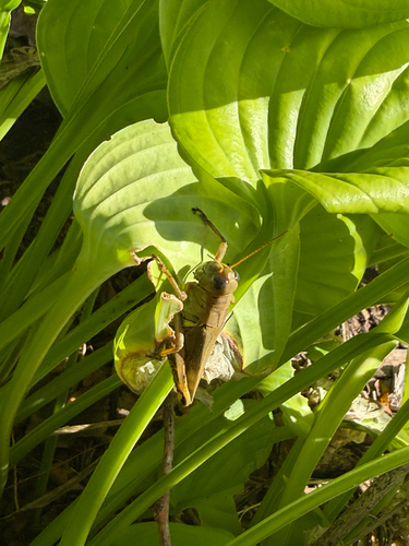 Differential Grasshopper