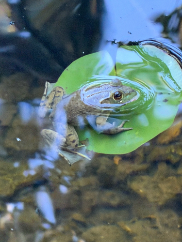 American Bullfrog