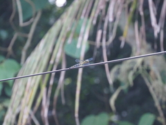 Macrogomphus parallelogramma