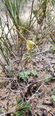 Pterostylis pedoglossa
