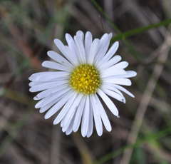 Brachyscome graminea