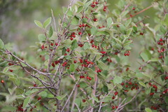 Cotoneaster tauricus