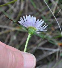 Brachyscome graminea