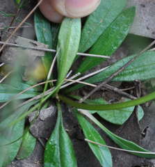 Brachyscome graminea