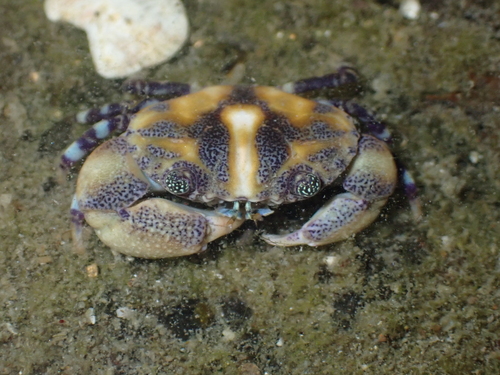 Lydia annulipes observed 2026-10-03