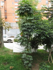 Vasconcellea pubescens