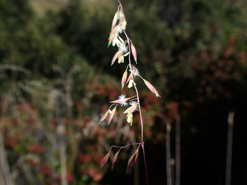 Ehrharta calycina observed 2026-10-02